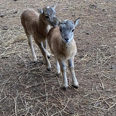 Dom wakacyjny Ujezdec U Prachatic